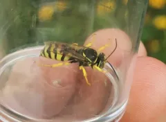 Stictiella emarginata thumbnail 2