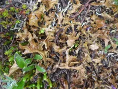 Iceland Lichen thumbnail 3