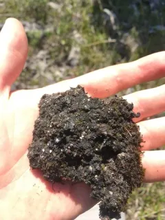 Jellytot Earthscale Lichen thumbnail 2