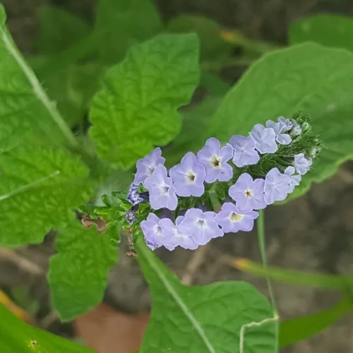 Indian Heliotrope