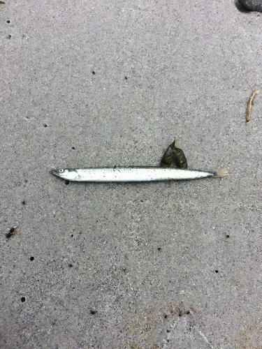 American Sand Lance