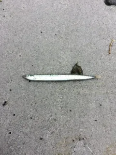 American Sand Lance thumbnail 1