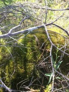 Bog Broom Moss thumbnail 4