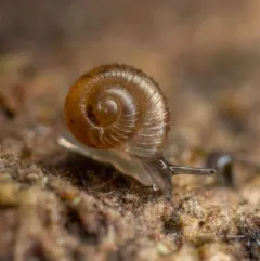 Pinhead Spot Snail thumbnail 2