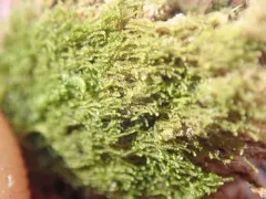 Turner's Threadwort thumbnail 1