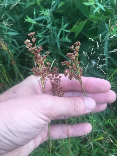 Large Grass-leaved Rush