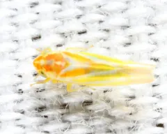 Erythridula clavata thumbnail 2