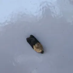 Garden Rose Tortrix thumbnail 2