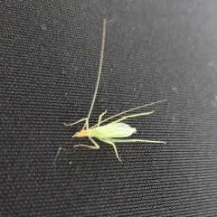 Narrow-winged Tree Cricket thumbnail 2