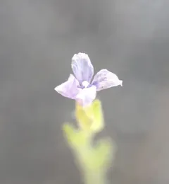 Small-flower Standing-cypress thumbnail 4