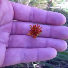 orange agoseris thumbnail 3