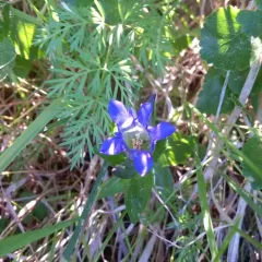 pleated gentian thumbnail 2