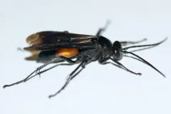 Sericopompilus apicalis thumbnail 2