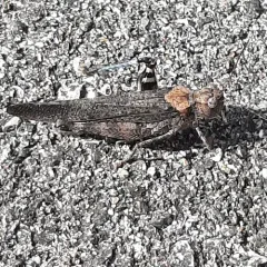 Crackling Forest Grasshopper thumbnail 5