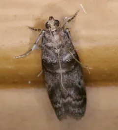 Birch Tubemaker Moth thumbnail 4