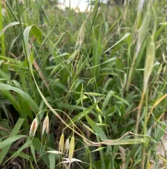 wild oat thumbnail 2
