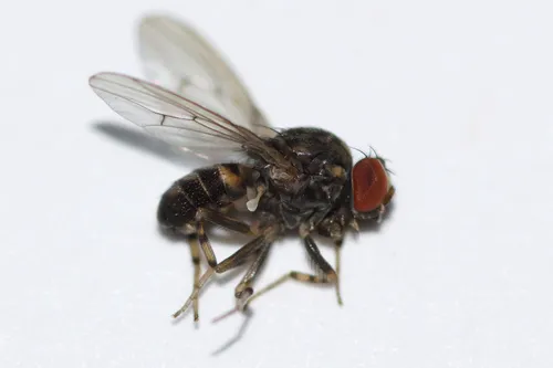 Phortica variegata