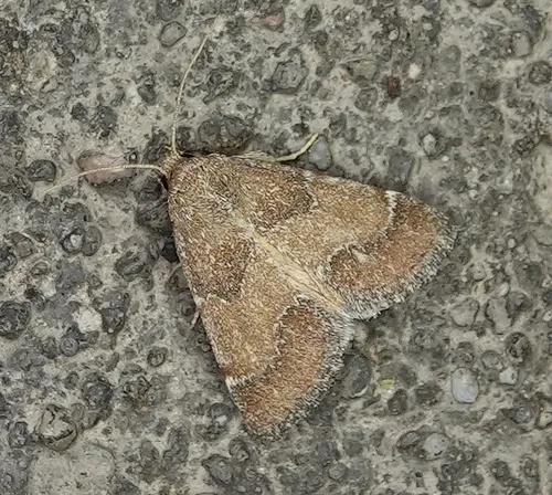 Brown Flower Moth