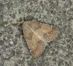 Brown Flower Moth thumbnail 1