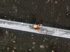 Belonuchus rufipennis thumbnail 2