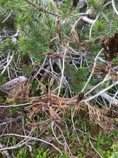 Brown Felt Pine Blight thumbnail 4