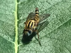 Thereva fucatoides thumbnail 3