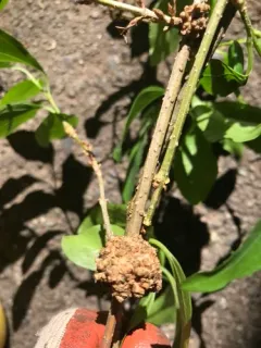Olive Knot thumbnail 4