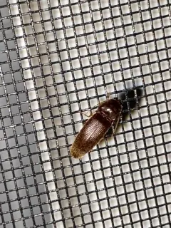 Pasture Wireworm thumbnail 1