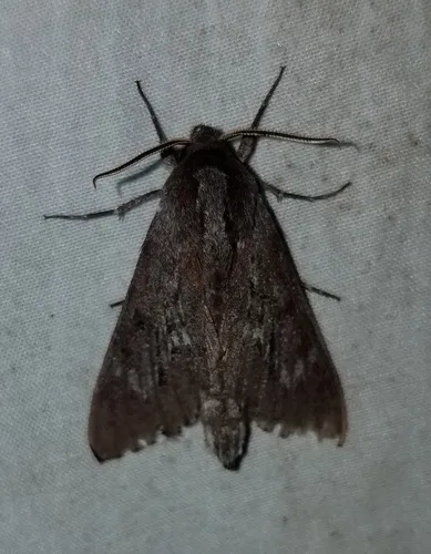 Southern Pine Sphinx