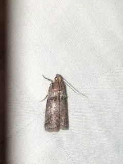Locust Leafroller Moth thumbnail 2