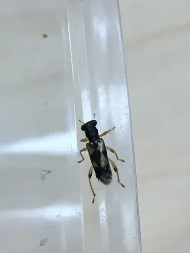 Phyllobaenus pallipennis