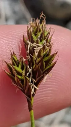 potato chip sedge thumbnail 4