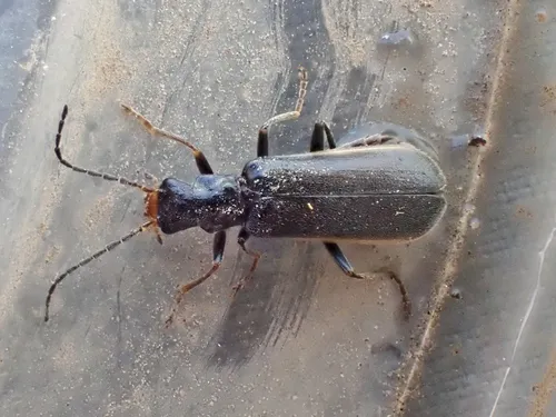 Extreme Soldier Beetle