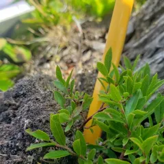Northern Blueberry thumbnail 3