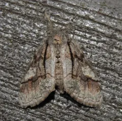 Streaked Tussock Moth thumbnail 4