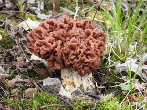 Big Red