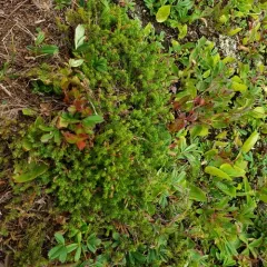 pine barren goldenheather thumbnail 3