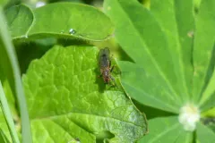 Scathophaga aldrichi thumbnail 3