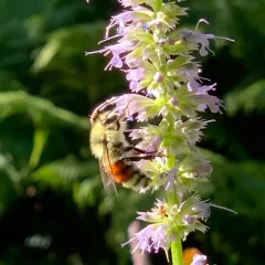 Hunt's Bumble Bee thumbnail 4