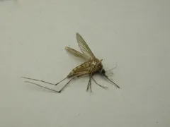 Aedes stimulans thumbnail 2