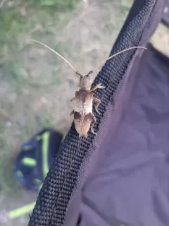 Living-hickory Borer thumbnail 2