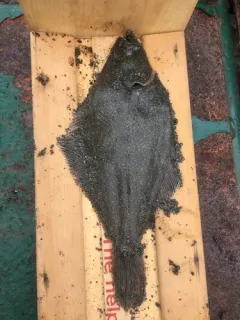 Sand Sole thumbnail 2