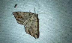 Macaria quadrilinearia thumbnail 2