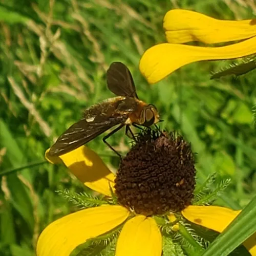 Poecilanthrax tegminipennis
