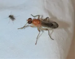Cordilura praeusta thumbnail 4