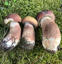 almost bluing king bolete thumbnail 2
