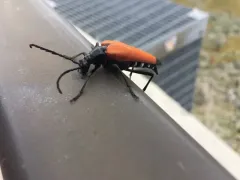 Stenelytrana emarginata thumbnail 3