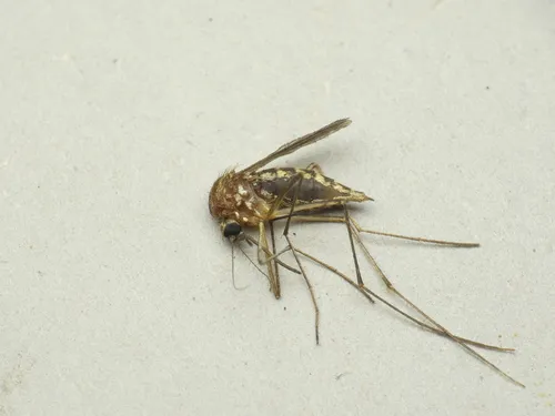 Minute Floodwater Mosquito