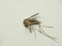Minute Floodwater Mosquito thumbnail 1