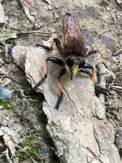 Red-footed Cannibal Fly thumbnail 2